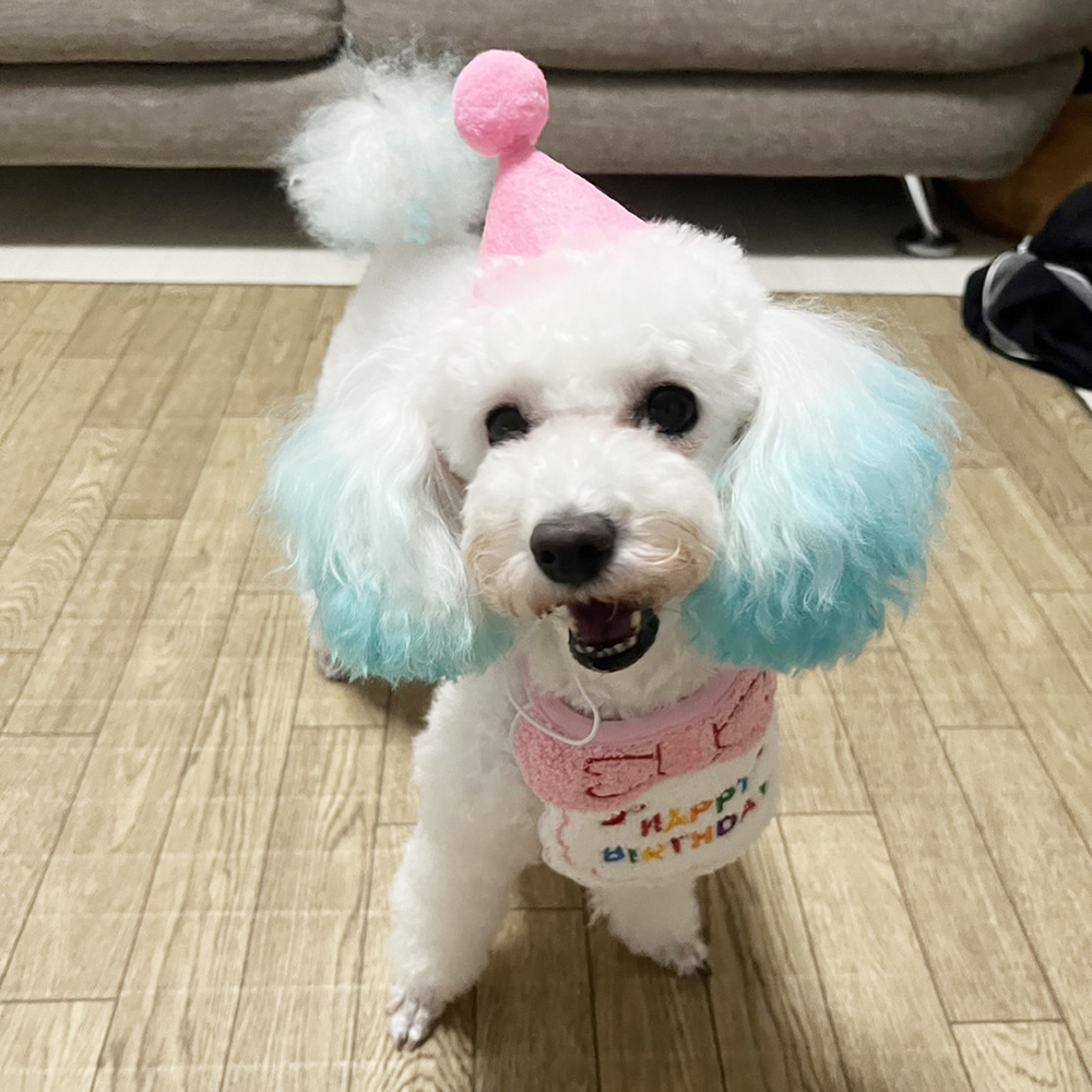 卒業犬ニベアちゃんの近況♪